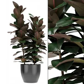 Plantin pot flower pot exotic plant